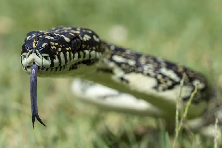 Día Mundial de la Serpiente: cuándo es y por qué se celebra