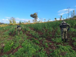 Destruyen seis hectáreas de marihuana y un campamento durante allanamiento en Cerro Corá