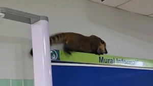 Un coatí movilizó a funcionarios de Hospital Regional del IPS de Pedro Juan Caballero