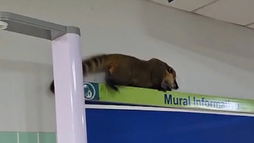 Un coatí movilizó a funcionarios de Hospital Regional del IPS de Pedro Juan Caballero