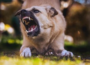 Un perro ataca y deja herido a un niño de 4 años en Pedro Juan Caballero