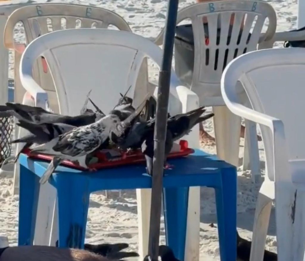 Aves invaden una mesa y se comen el almuerzo de unos turistas en Brasil