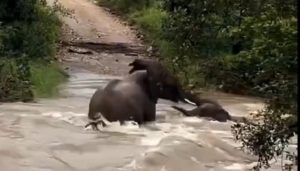 Una elefanta lucha contra la corriente para salvar a su cría en Nepal