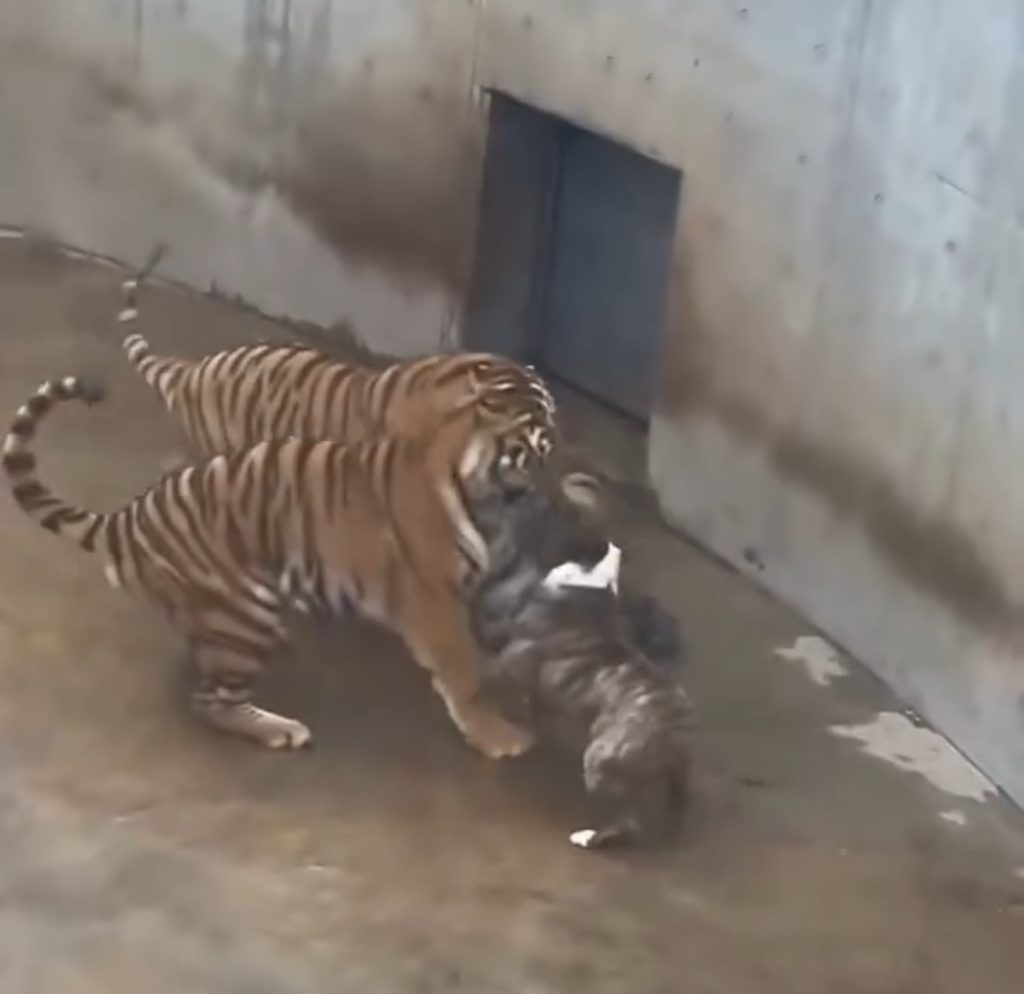 Un perro se enfrenta a dos tigres para rescatar a un trabajador de un ataque