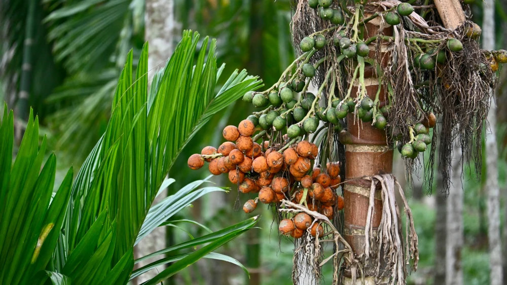 El ser humano ya habría usado drogas hace unos 25.000 años, en forma de nueces de betel