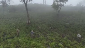 Senad saca de circulación 12 toneladas de marihuana en Bella Vista Norte