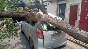 Video: Viento provoca caída de árbol sobre auto de plataforma en el centro de Asunción